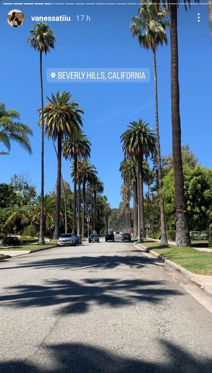 palm trees line the street in beverly hills, california