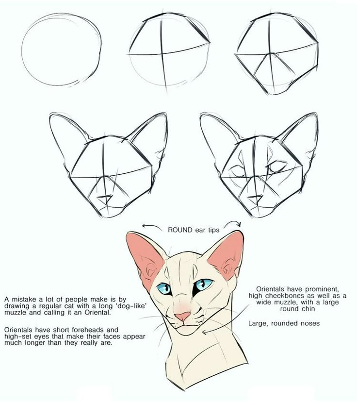 how to draw a cat's head with four different angles and the main point of view