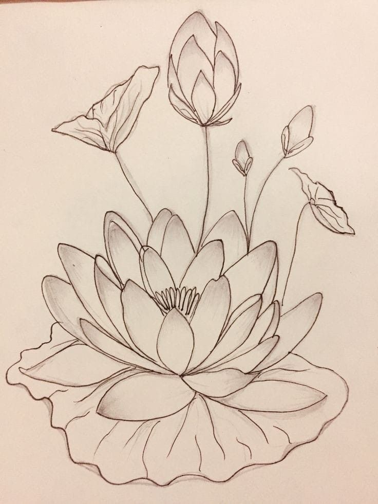 a drawing of a flower with leaves on it