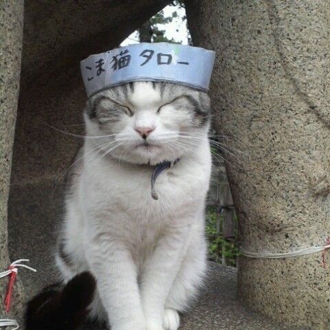 a cat wearing a hat sitting on the ground