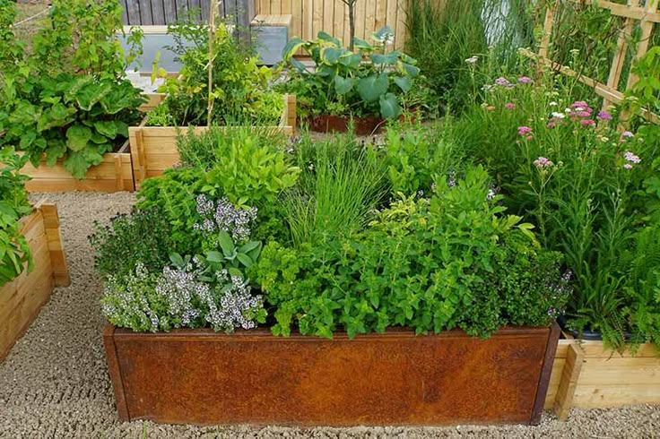 a garden filled with lots of different types of flowers and plants in wooden boxes next to each other