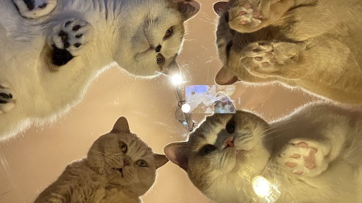 four cats are looking up at the camera