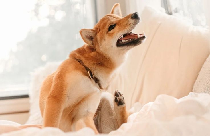 a small dog sitting on top of a white couch next to a window with it's mouth open