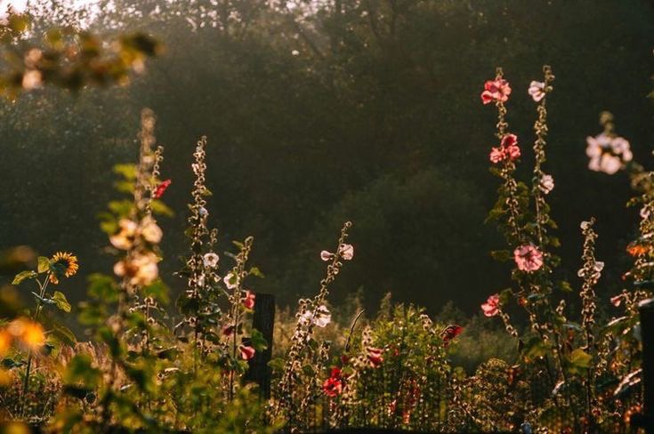 the sun shines through the trees and flowers