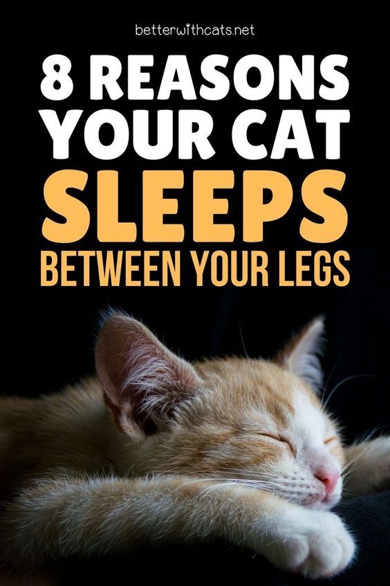 an orange and white cat sleeping on top of a black chair with the words 8 reasons your cat sleeps between your legs