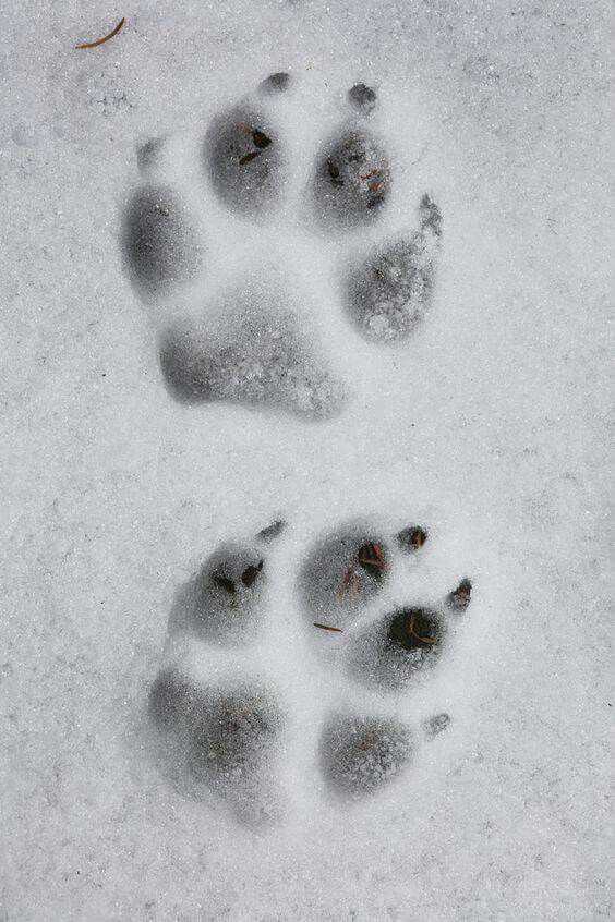 an animal's paw prints are shown in the snow, and it looks like they have been frozen