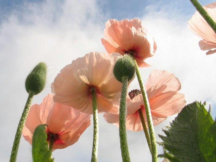 pink flowers are blooming in the blue sky