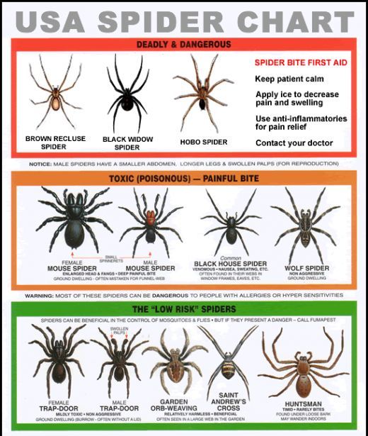 the usa spider chart shows different types and colors for each type of spider, which includes four