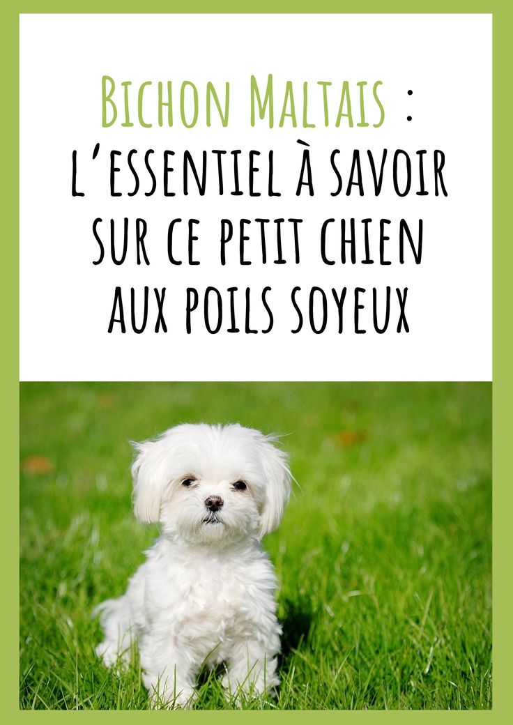 a small white dog sitting on top of a lush green grass covered field with text overlay