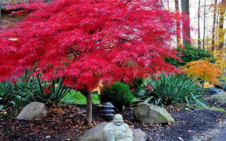 a red tree is in the middle of a garden with rocks and gravel around it