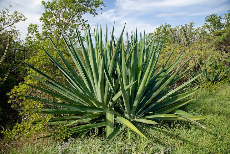 a large blue plant sitting in the middle of a lush green field next to trees