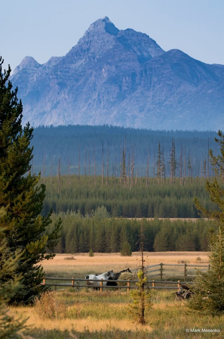 a large mountain range in the distance with trees and grass around it, surrounded by tall pine trees