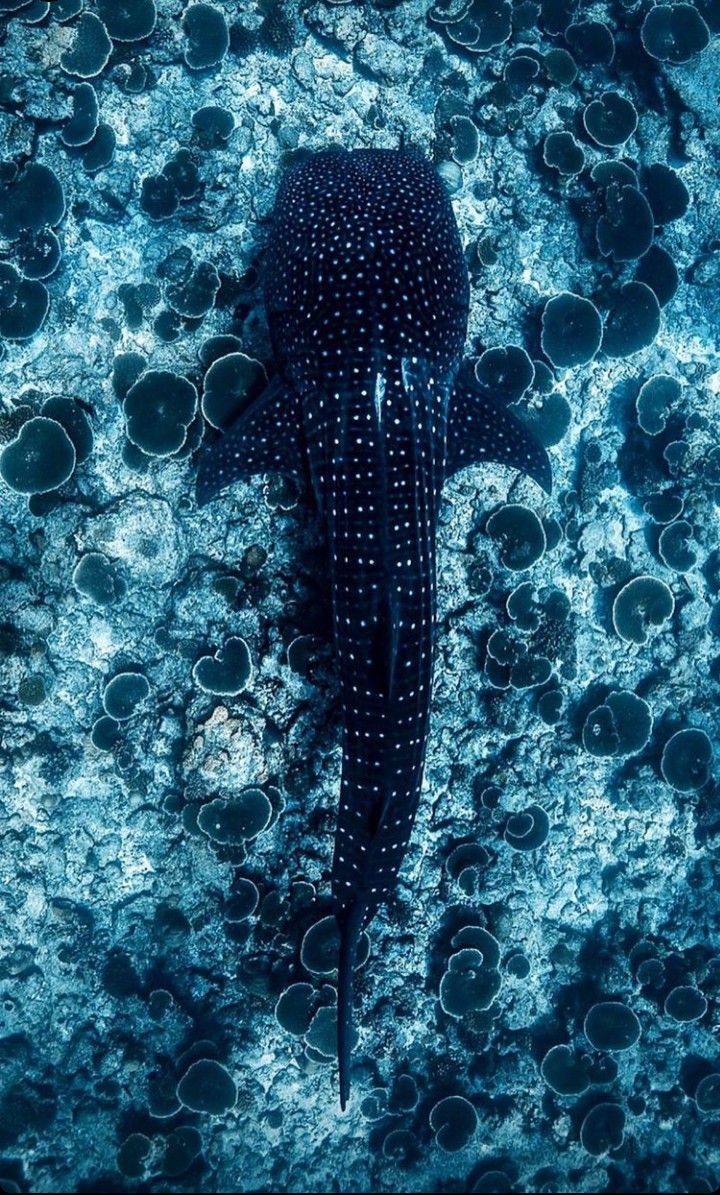 a large black and white fish floating on top of water