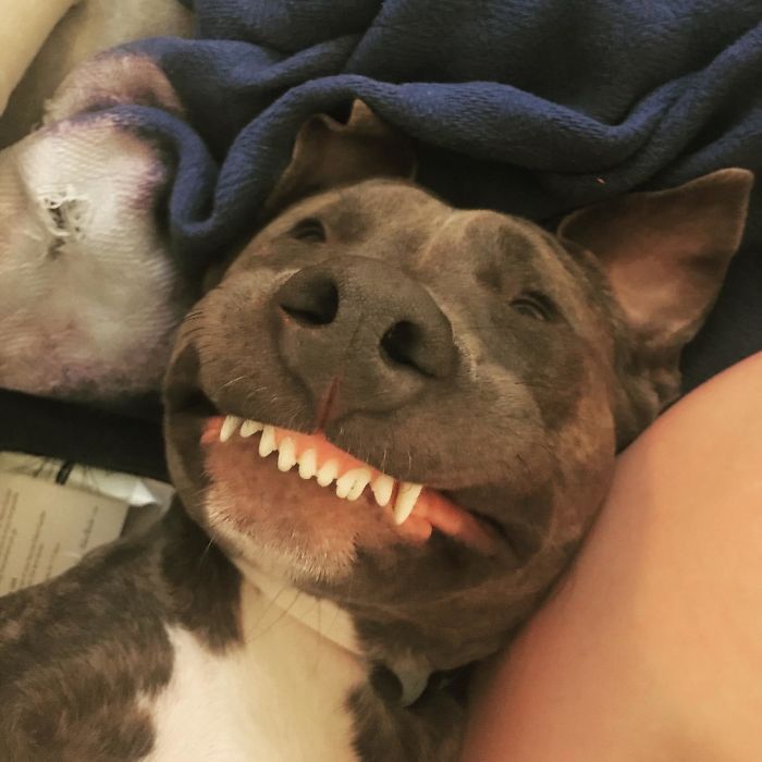 a dog laying on top of a person's lap with his mouth open and teeth missing