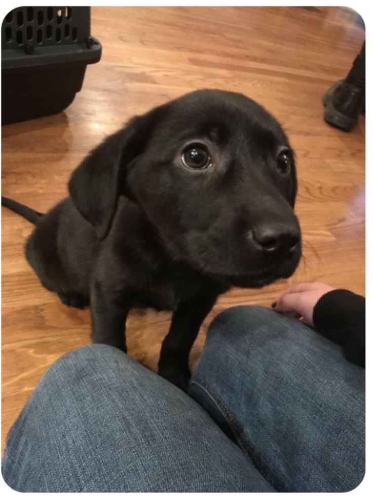 a black puppy sitting on top of a wooden floor next to someone's legs