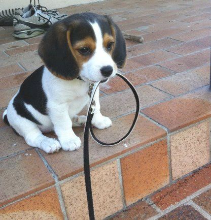 a puppy sitting on the ground with a leash attached to it's mouth and head