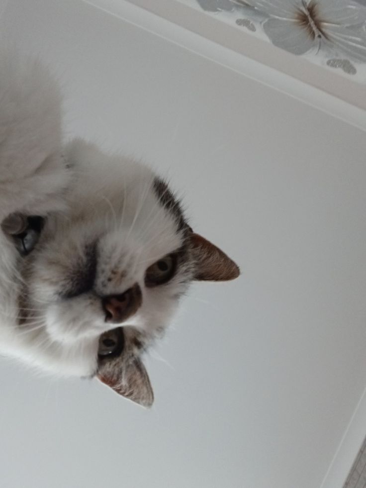 a white cat laying on top of a floor next to a wall with flowers painted on it