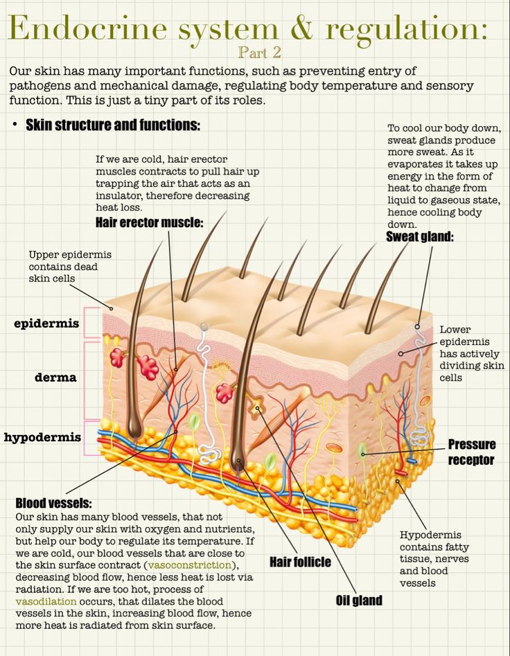 the endocine system and regulation diagram with information about its function in hair growth