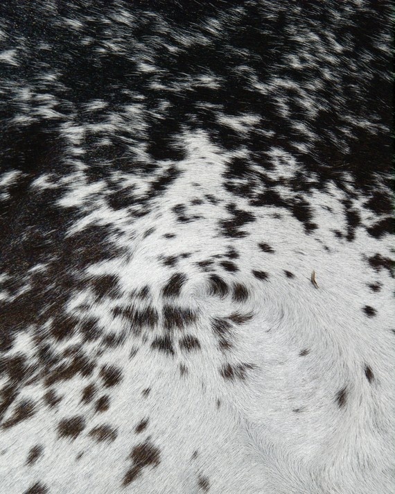 black and white spotted animal skin with brown spots on the fur, as seen from above