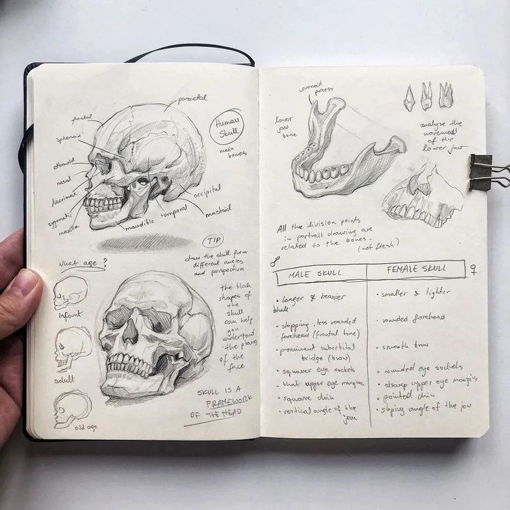 a hand holding an open notebook with drawings and skulls on the pages in front of it