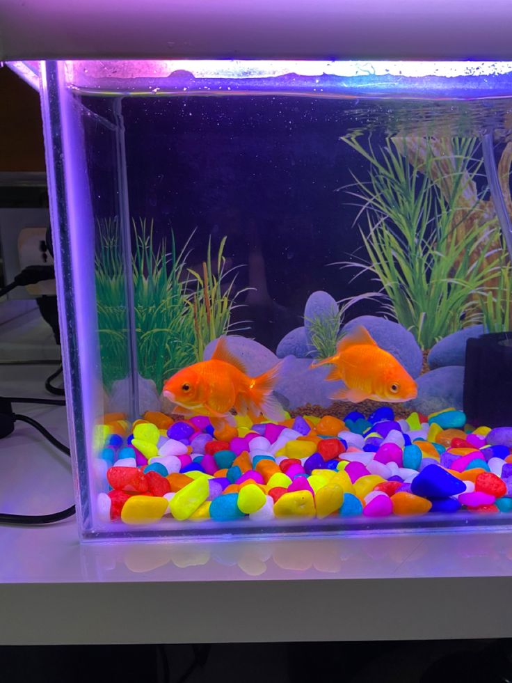 two goldfish in an aquarium filled with colorful rocks