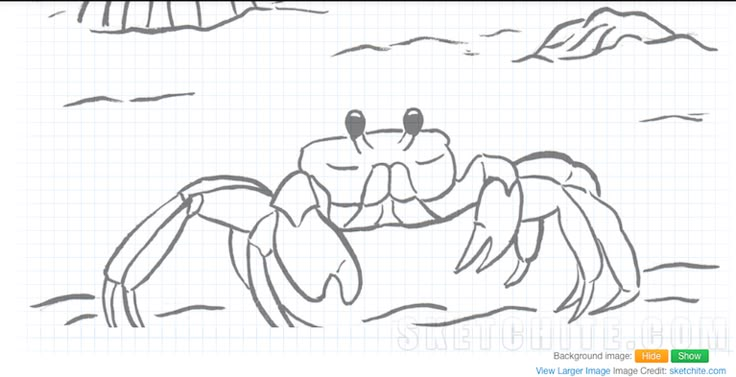 a drawing of a crab in the water