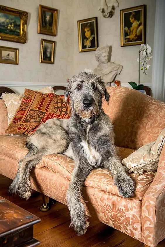 a dog sitting on top of a couch in a living room