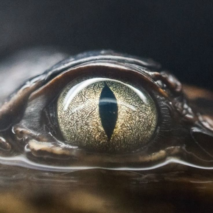 an animal's eye is reflected in the water