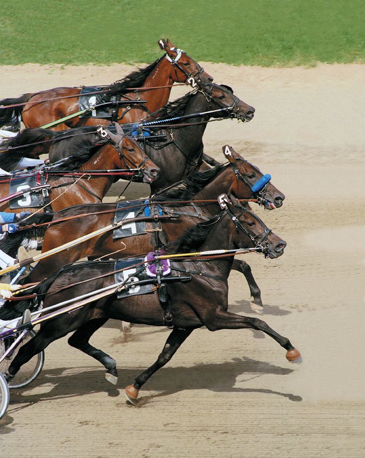 a group of horses pulling a cart with jockeys on it's backs in a race