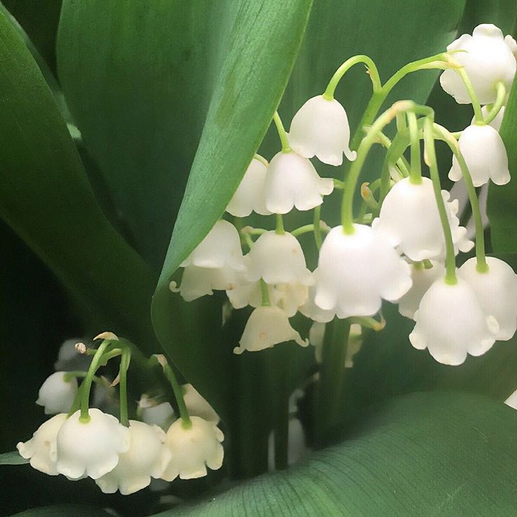 some white flowers and green leaves in the sun