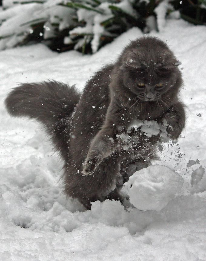 a cat is playing in the snow outside