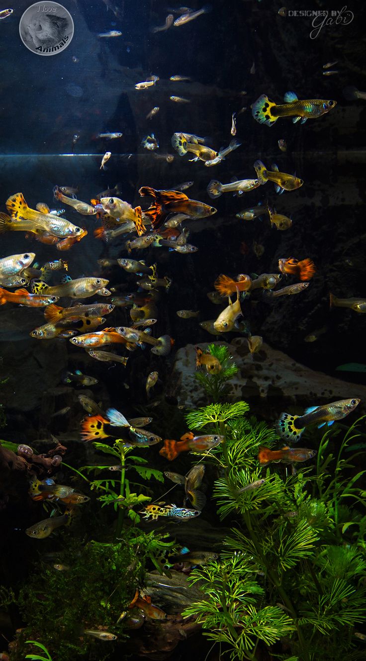 an aquarium filled with lots of different types of fish