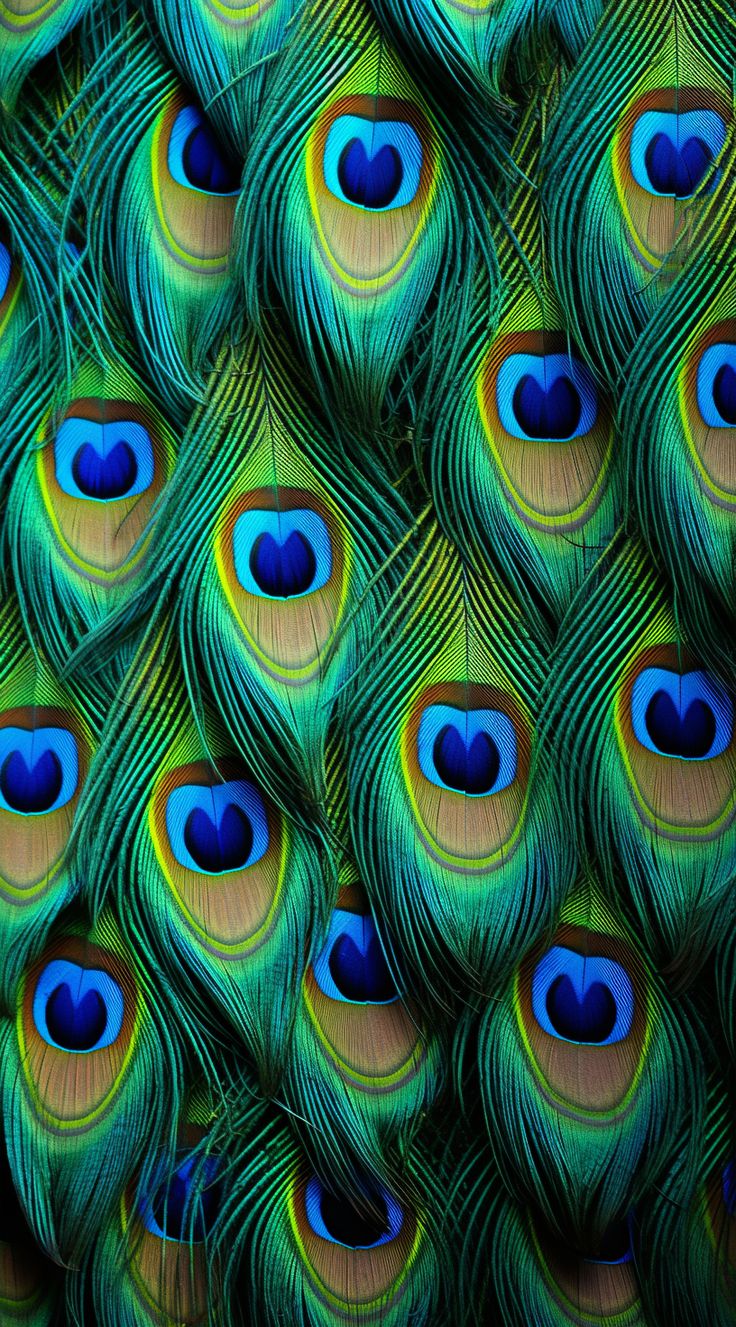 many peacock feathers with blue and green colors are arranged in the shape of a heart