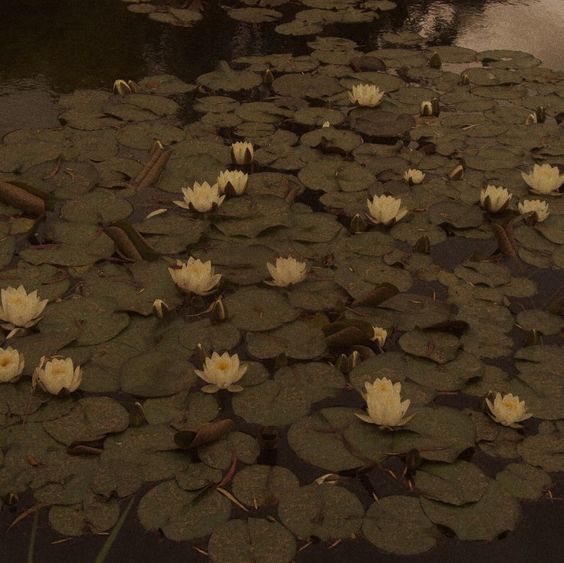 white water lilies floating on the surface of a pond