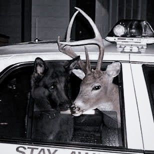 two dogs are sitting in the back of a police car and one dog is sticking its head out