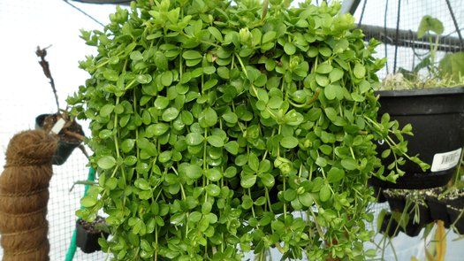 a green plant hanging from the side of a building next to a potted plant