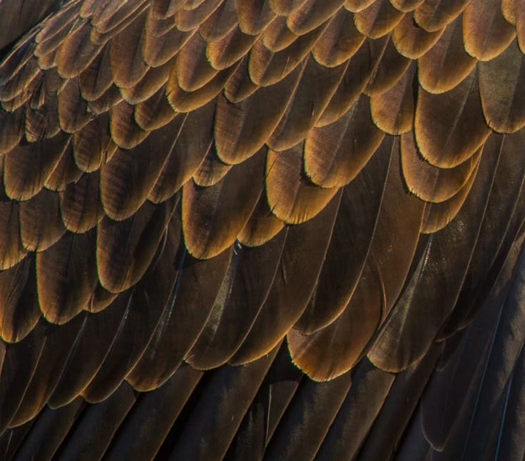 the back side of a large bird's wing with brown and yellow feathers on it