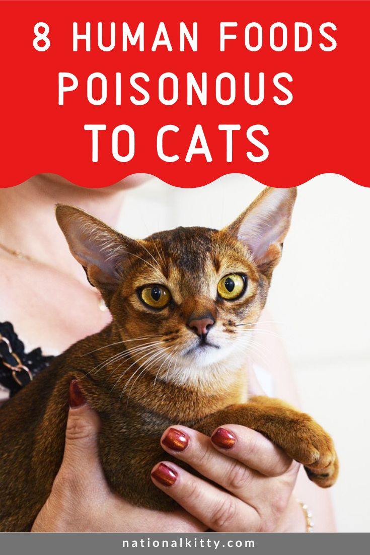 a woman holding a cat with the title 8 human foods poisonous to cats