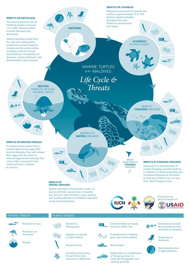 an info poster showing the different types of sea animals and their names in blue colors