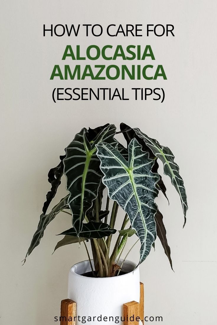 a potted plant with the title how to care for alocasia amazonica essential tips