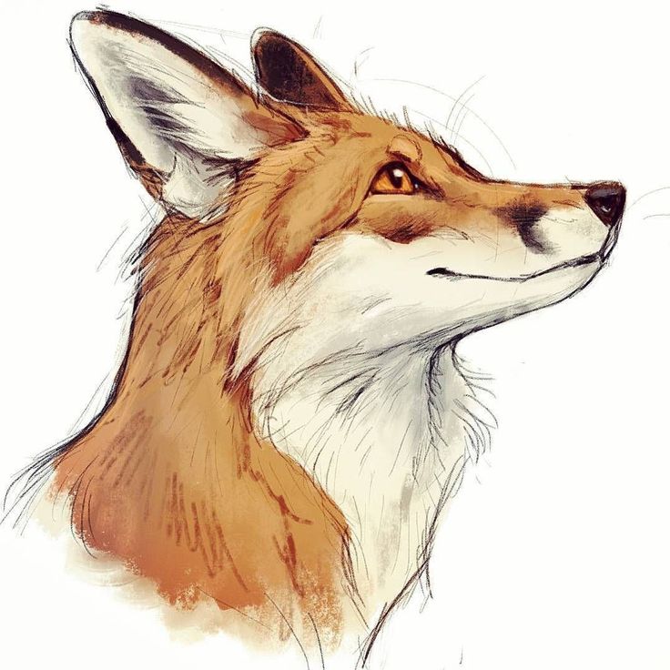 a drawing of a fox's head in profile