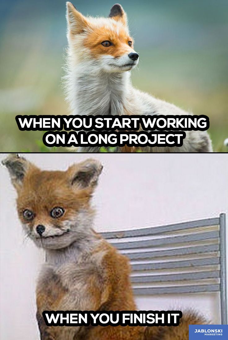 an image of a fox sitting on top of a radiator with caption that reads, when you start working on a long project