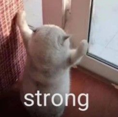 a small white dog standing next to a window with the words strong written on it