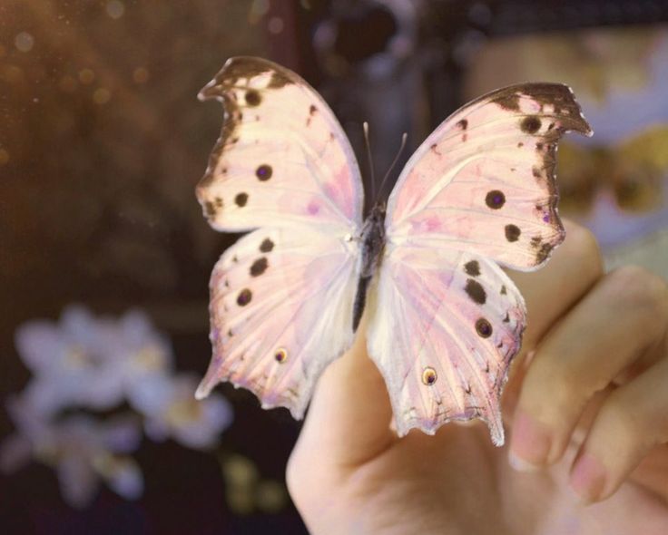 a butterfly that is sitting on someone's hand