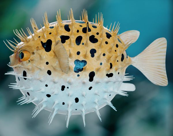 a puffer fish with black dots on it's body