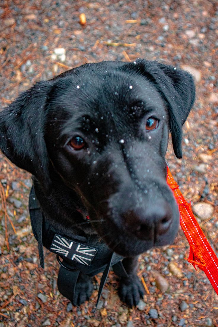 a black dog with a red leash on it's neck looking up at the camera