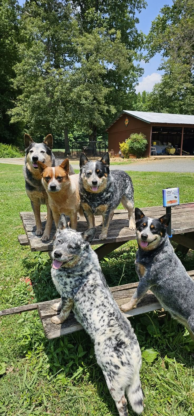 four dogs standing on top of a wooden bench