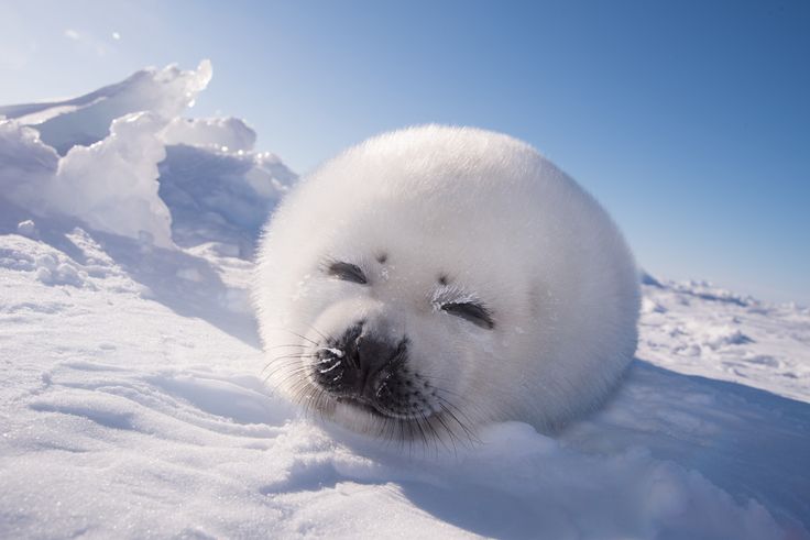 a baby seal laying in the snow on top of some snow covered ground and looking at the camera