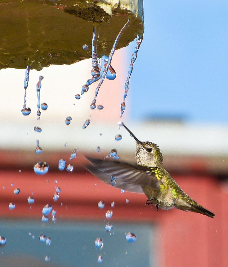 a hummingbird is drinking water from a bird bath that's hanging off the side of a building