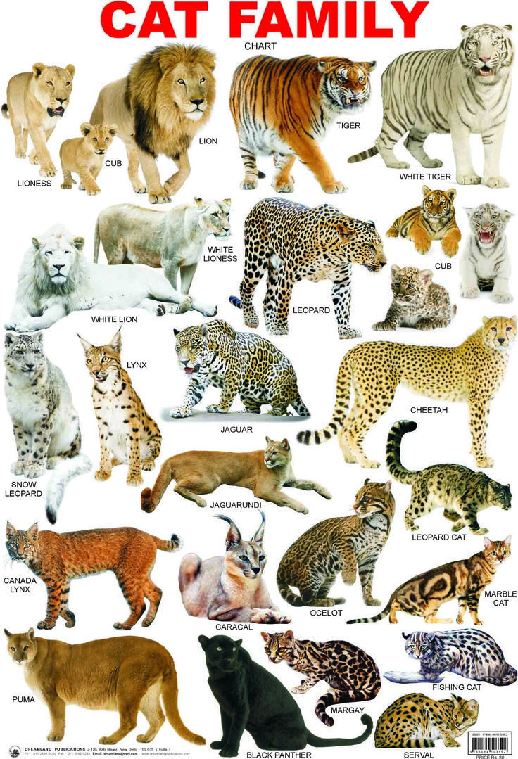 a poster with different types of cats on it's sides and the words, cat family